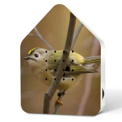 Relaxound Zwitscherbox "Goldcrest"