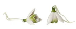 Villeroy & Boch Mini Flower Bells Schneeglöckchen