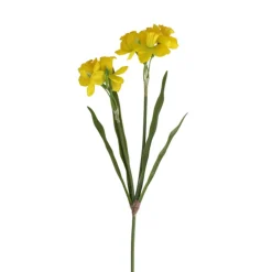 Vosteen Narzisse "Eliane"